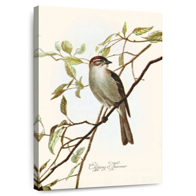 Chipping Sparrow Plate No. XLV
