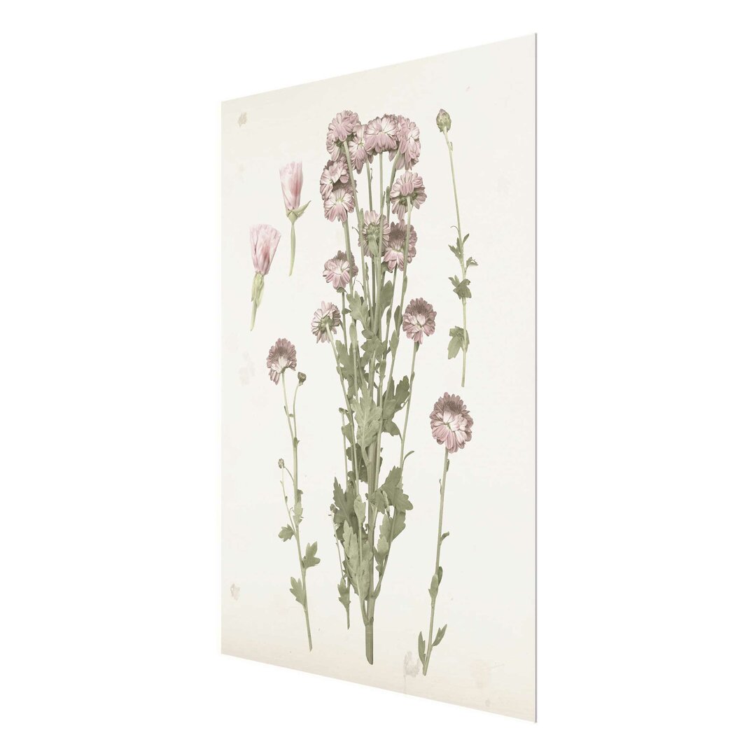 Glasbild Herbarium in Pink I