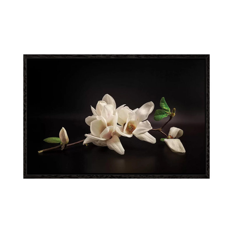 Magnolia by Tony08 - Floater Frame Gallery-Wrapped Canvas Giclée on Canvas, Black, 66.04 cm H x 45.72 cm W