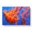 Jellyfish Vol.2 - Wrapped Canvas-61854110