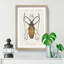 Beetle Illustration PL.11 by Charles D'Orbigny Framed Print-55543977-55543981