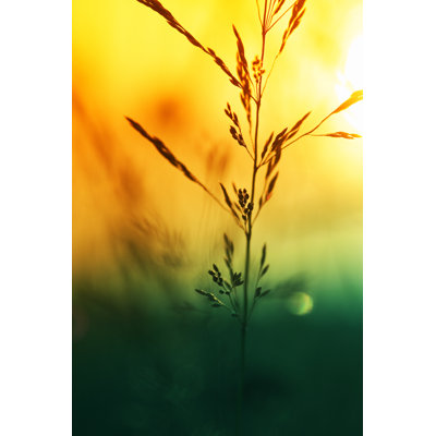 Meadow Flowers par Pawel.Gaul
