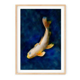 Butterfly Koi - Picture Frame Photograph on Paper 