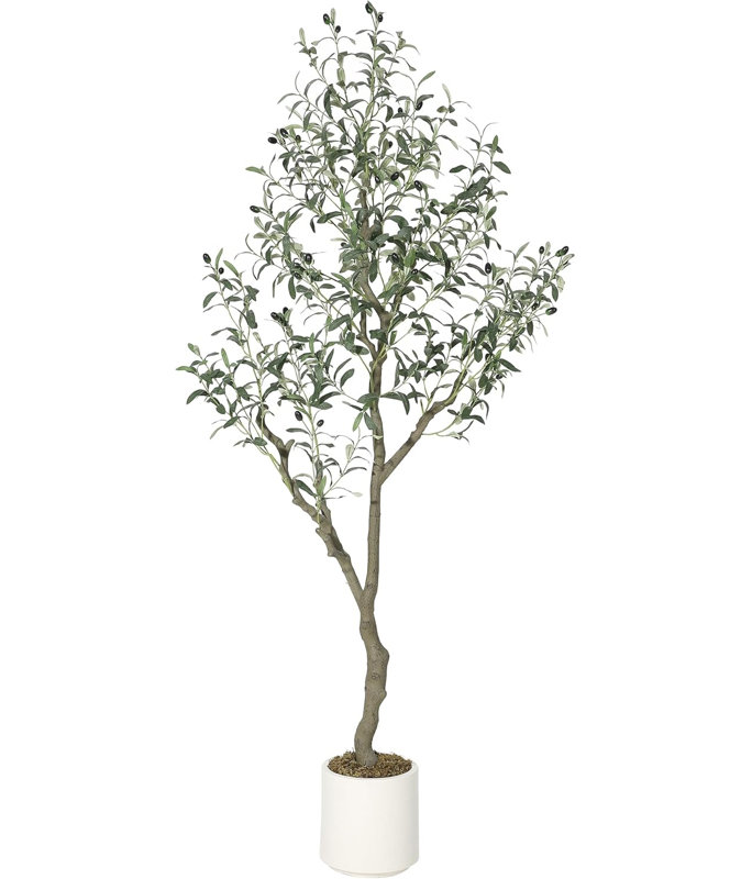 183cm Plant