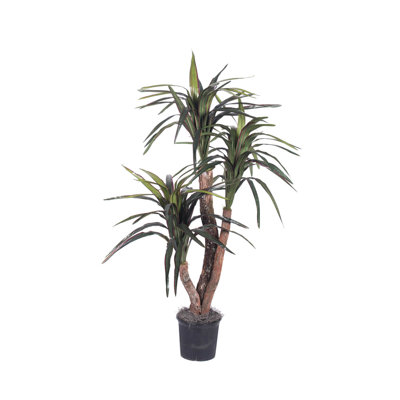 Pottershill marginata en pot