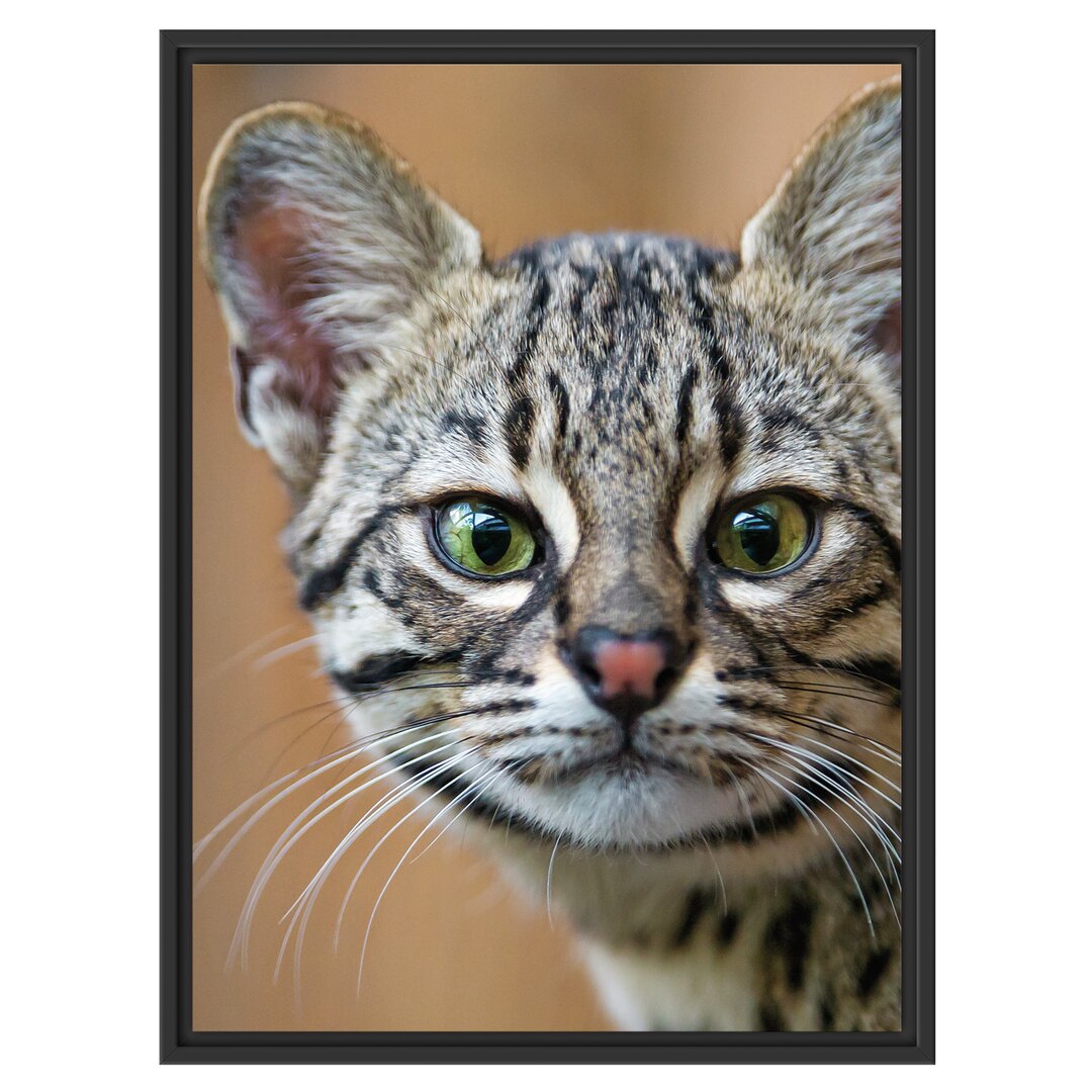 Gerahmtes Wandbild kleine Bengalkatze