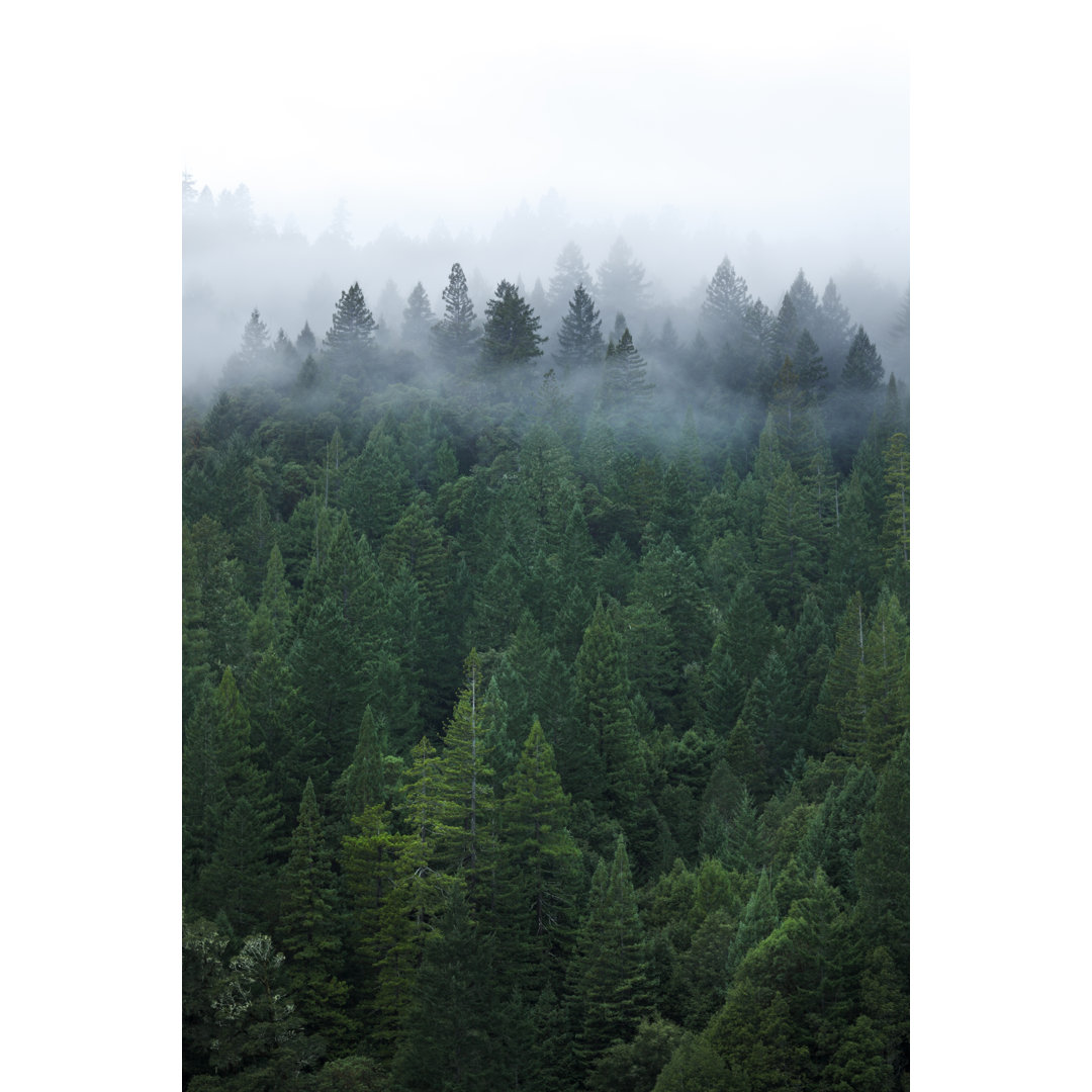 Mist In Forest von DNY - Leinwandbild im Wrapped Format