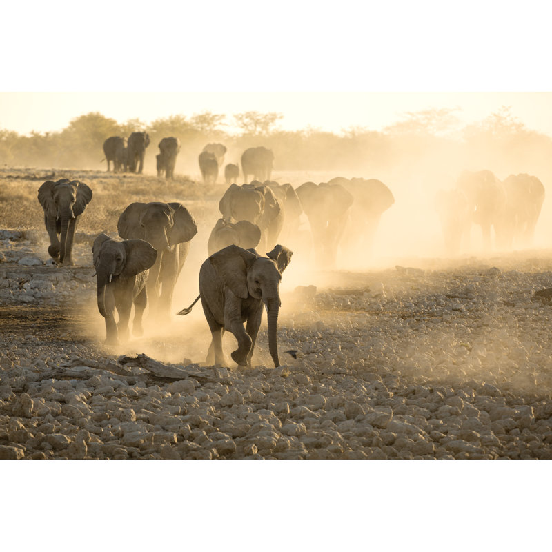 Elephants At Okaukuejo Water Hole At Sunset With Dust by 2630ben - Wrapped Canvas Print, 30cm H x 46cm W x 3.8cm D