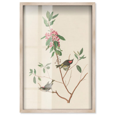 Mountain Laurel Shadowbox Print Botanical Art by Art Remedy