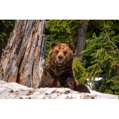 Grizzly Bear - Photographie sur toile tendue