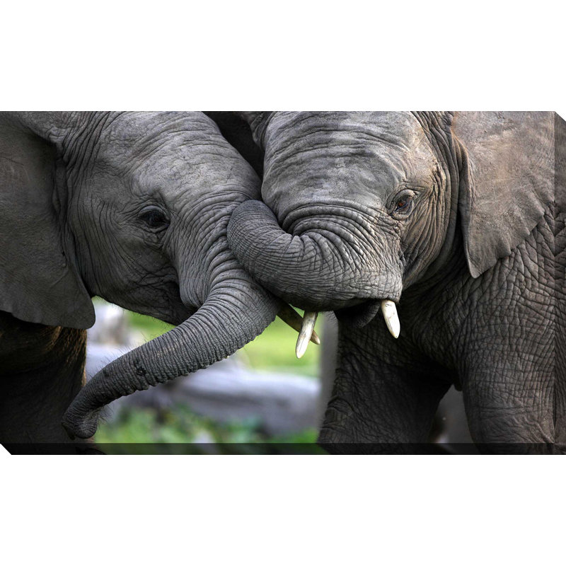 « baby éléphants », reproduction de photo sur toile tendue, H 18 po x l 30 po x P 1 po