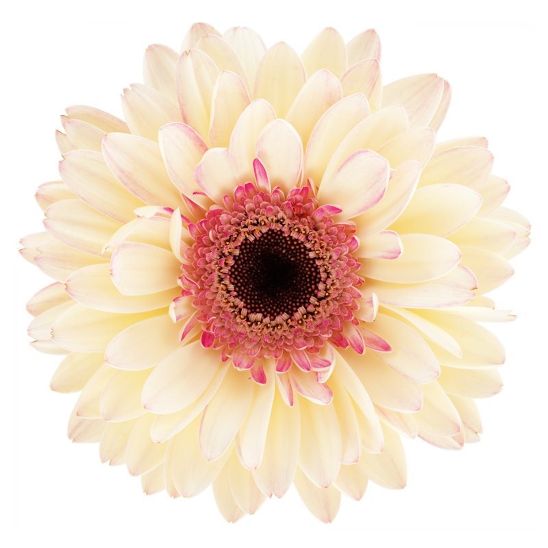 White Gerbera Daisy by Dimitris66, 30" H x 30" W