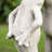 15.25''H Resin Two Kissing Frog Statue