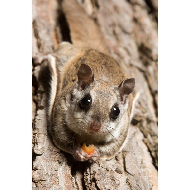 Southern Flying Squirrel by EEI_Tony - Wrapped Canvas Print, 76cm H x 51cm W