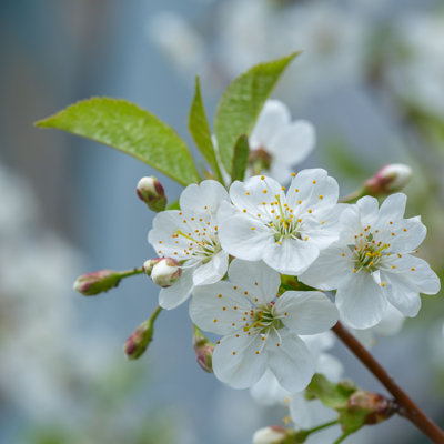 " White Cherry Flowers "