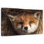 Renard coucou-1973636310