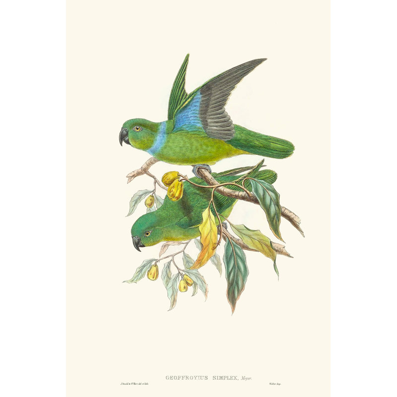 Lime and Cerulean Parrots II by John Gould -  Painting, 46 cm H x 30 cm W, Wrapped Canvas