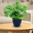 Chalet 9.5" x 9.5" x 8" Round Ceramic Outdoor Planter 2-Count - Imperial Blue-765208648-765246697
