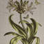 4 lin art - décoration murale pour chambre à coucher Botanical Illustration Homes