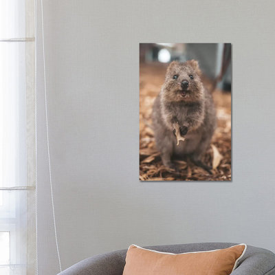 Quokka With Leaf by James Vodicka - Wrapped Canvas Gallery-Wrapped Canvas Giclée