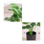19,69 plante