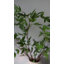 Faux Branch