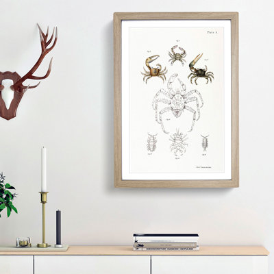 Crabs & Sea Creatures PL. 8 by J.E. De Kay - Framed Print