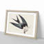 Swallow-Tailed Hawk & Snake by John James Audubon - Framed Print-55642131-55642132