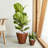 2-Pack 10 In.Dark Wood Plastic Self-Watering Planter Pot