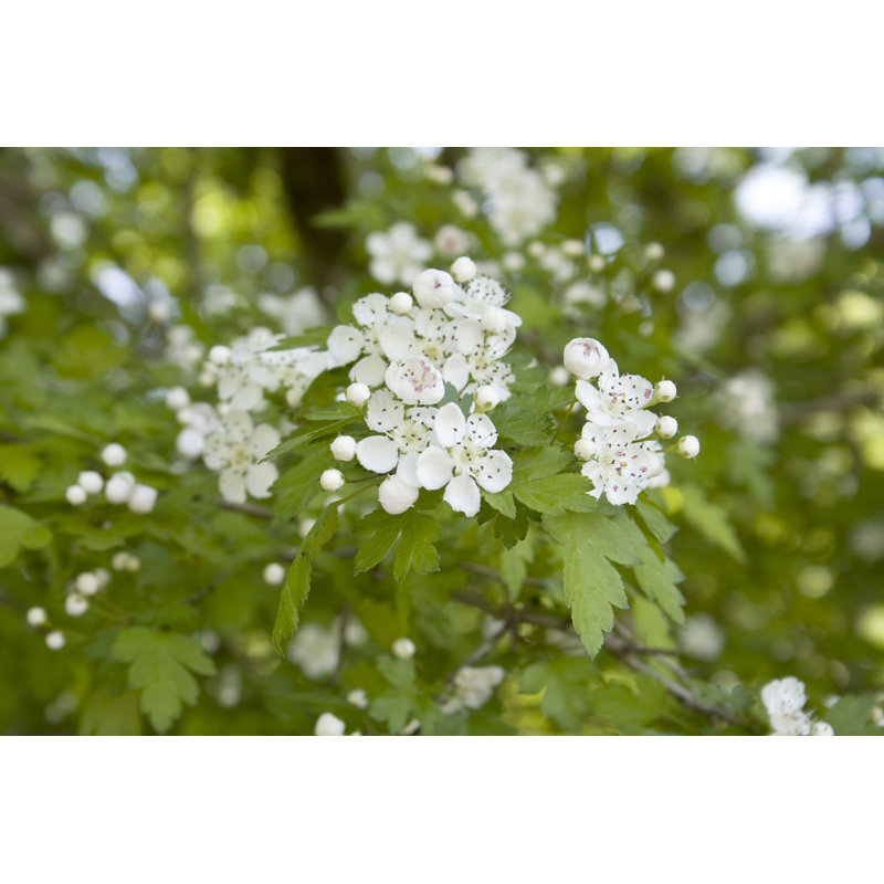Hawthorn Blossom Tree - Photographie sur toile tendue, L 18 po x H 12 po
