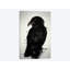 «The Raven», impression sur toile-29083968-72778105-72778110