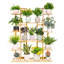 Burkeville Plant Stand