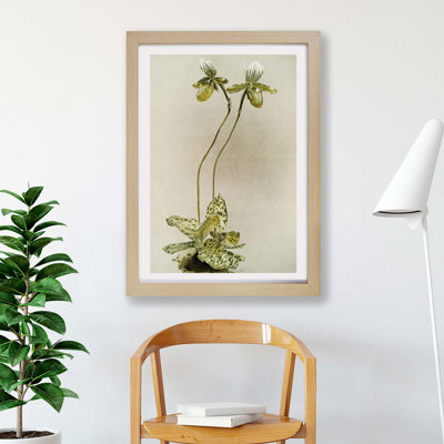Magnolia Flowers Illustration Tab. 23 by Frederick Sander - Single Picture Frame Painting