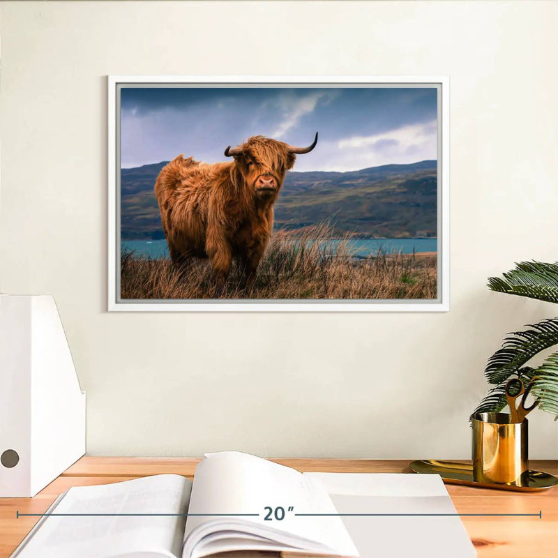 Grande vache Highland, Cadre flottant blanc, 13 po x 9 po
