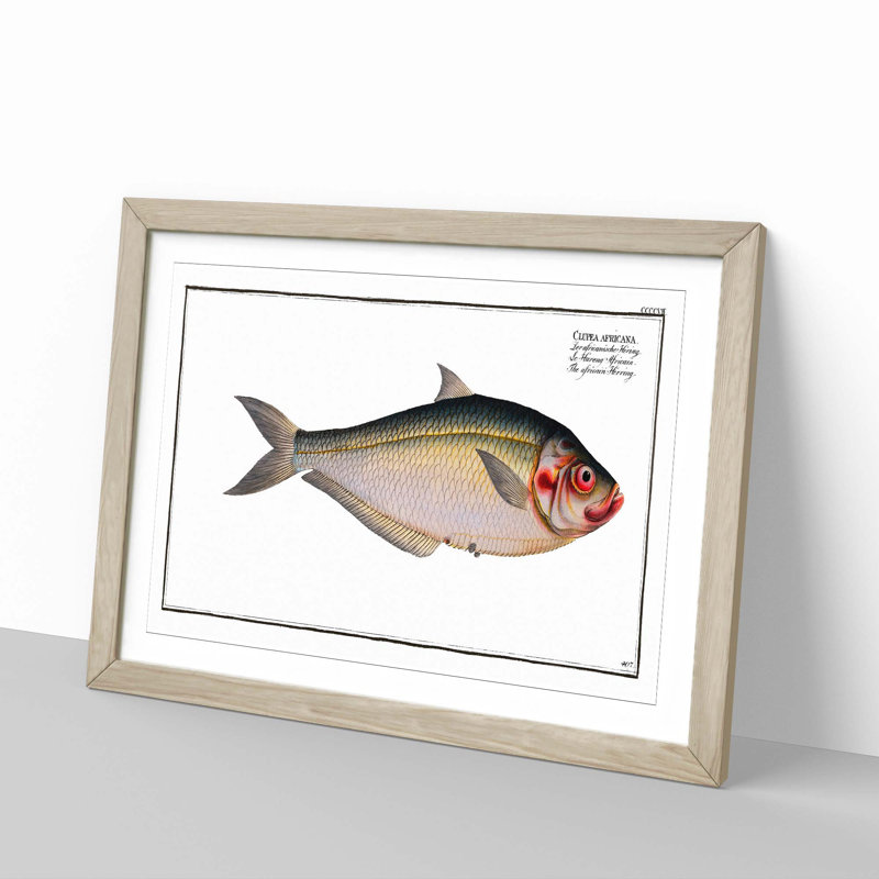 African Herring Fish by M.E. Bloch - Single Picture Frame Painting, 24cm H x 33cm W x 2cm D, Oak Framed