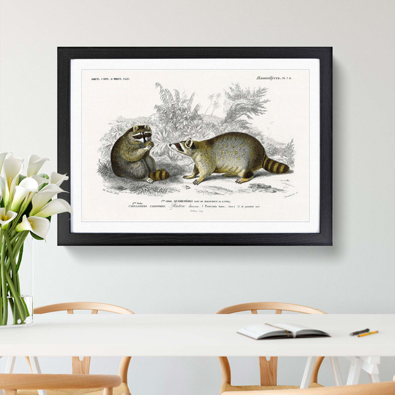 Raccoon Illustration by Charles D'Orbigny - Picture Frame Painting Print, 48cm H x 65cm W x 2cm D, Black Framed