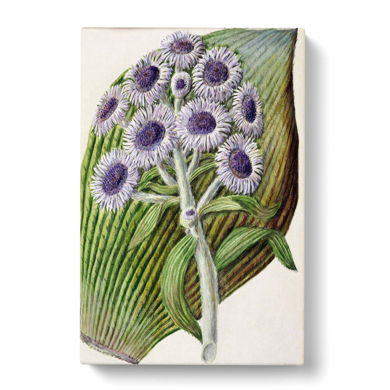 Antarctic Daisy Flowers by Sarah Featon - Wrapped Canvas Painting, 50cm H x 35cm W x 3cm D