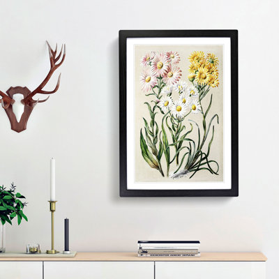 Groundsel Daisy Flowers by Sarah Featon - Picture Frame Painting Print