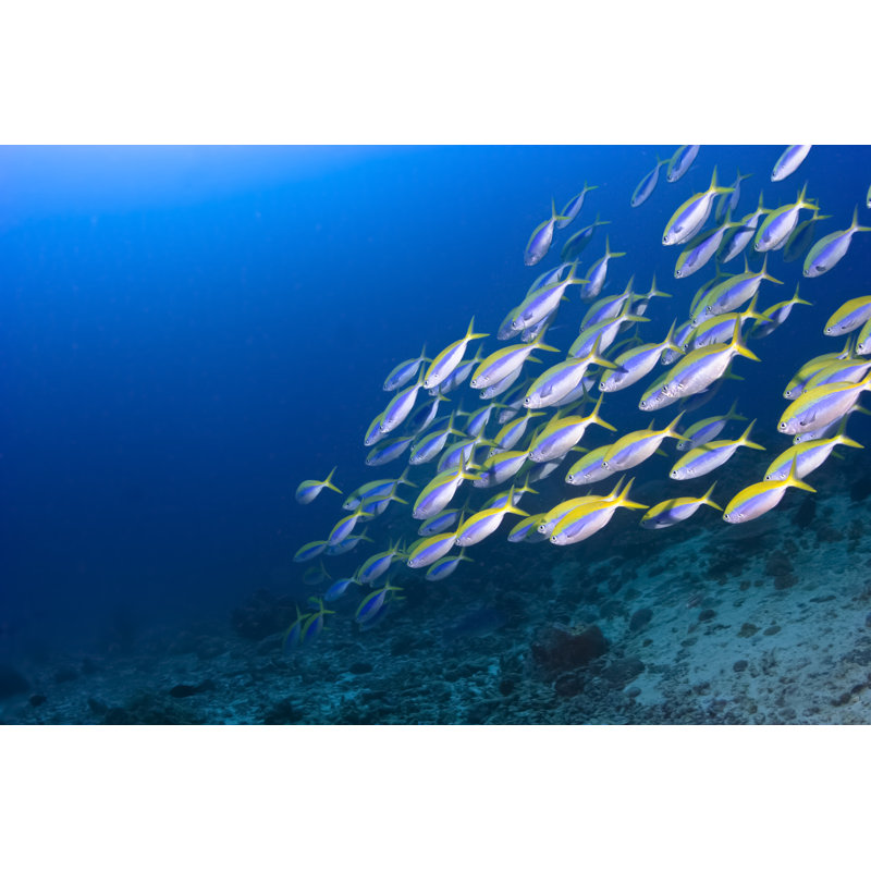 School of Fusilier by Zeamonkey - Wrapped Canvas Rectangle Print, 81cm H x 122cm W x 3.8cm D