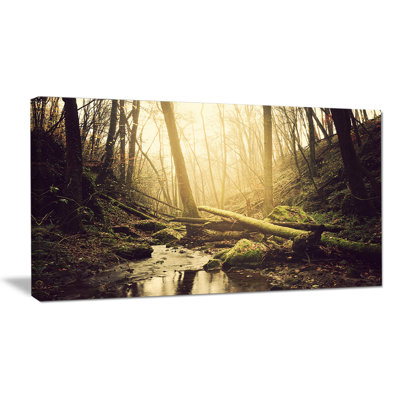 " Stream In The Dark Wild Forest "