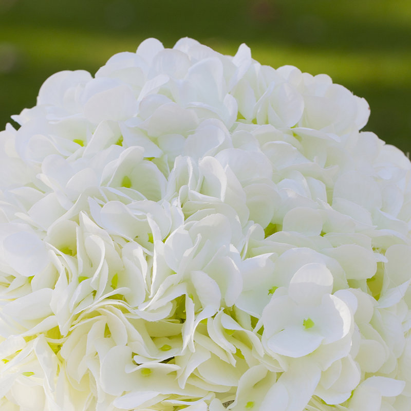 Arrangement floral d'hortensias en pot, Crème