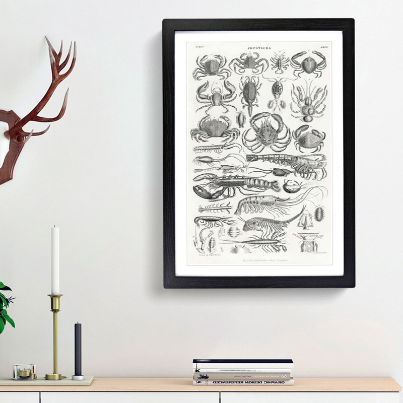 Study of Crustaceans by Oliver Goldsmith - Picture Frame Drawing Print, Black Framed, 36cm H x 27cm W x 2cm D