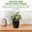 Artificial Eucalyptus Plant Pot in Concrete Planter