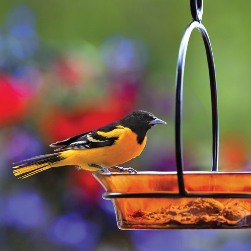 Mangeoire à oiseaux morts sur plateau, Orange