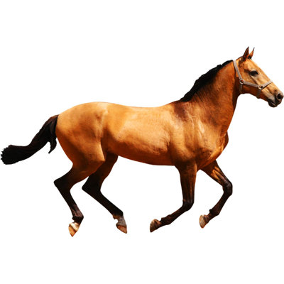 Animals Wall Sticker / Decal