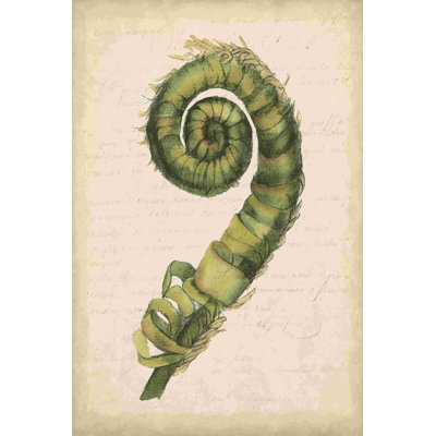 " Small Fiddlehead Ferns II (U) "