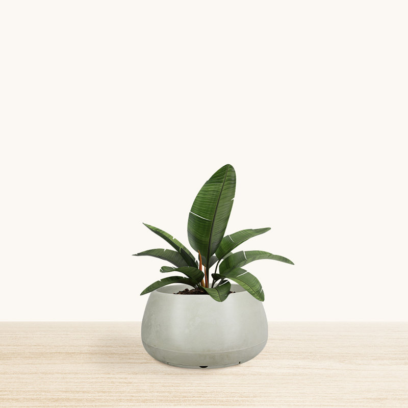 Waltraude ECOBO Eco-Friendly Round Pot Planter, Oka Indoor/Outdoor For Season Use, 20.9" H x 21.7" W x 11.8" D, White, 1