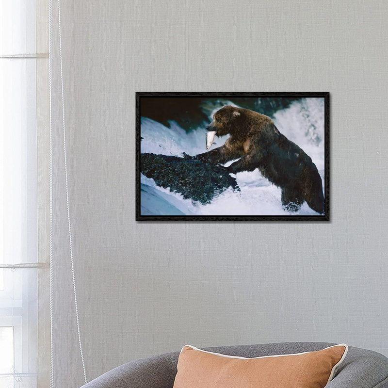 A Grizzly Bear Fishes For Salmon At Brooks Falls In Alaska‚ Katmai National Park by Joel Sartore - Gallery-Wrapped Canvas Giclée on Canvas