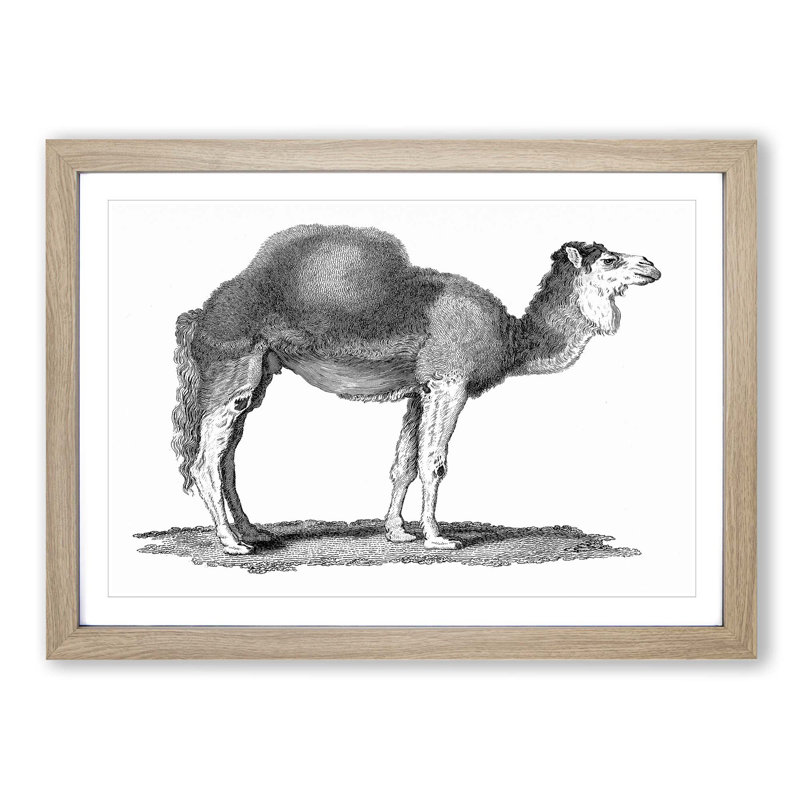 Arabian Camel In Black And White by George Shaw - Single Picture Frame Print, 24cm H x 33cm W x 2cm D, Oak Framed