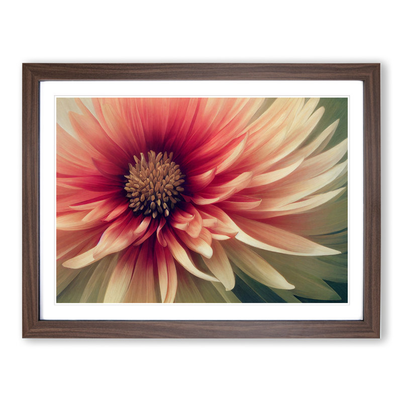 Cosmopolitan Chrysanthemum Flower - Framed Print, 46cm H x 64cm W x 2cm D, Walnut